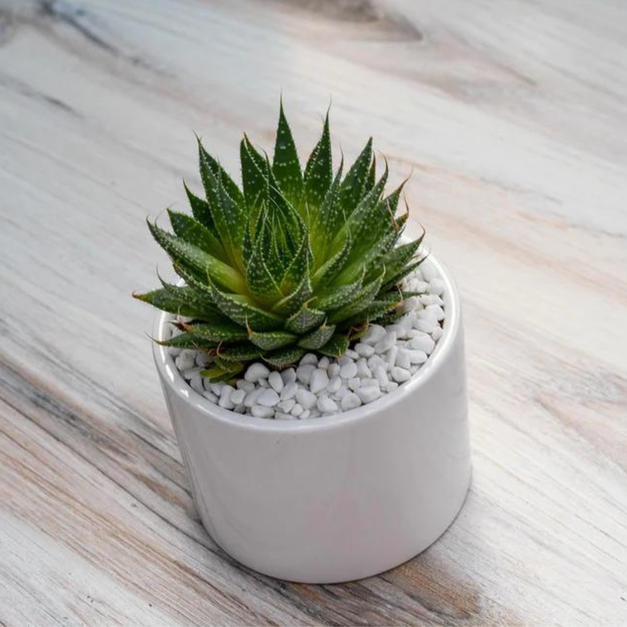 aloe aristata succulent plant Aloe Aristata Succulent Gift – Grow by Gifting