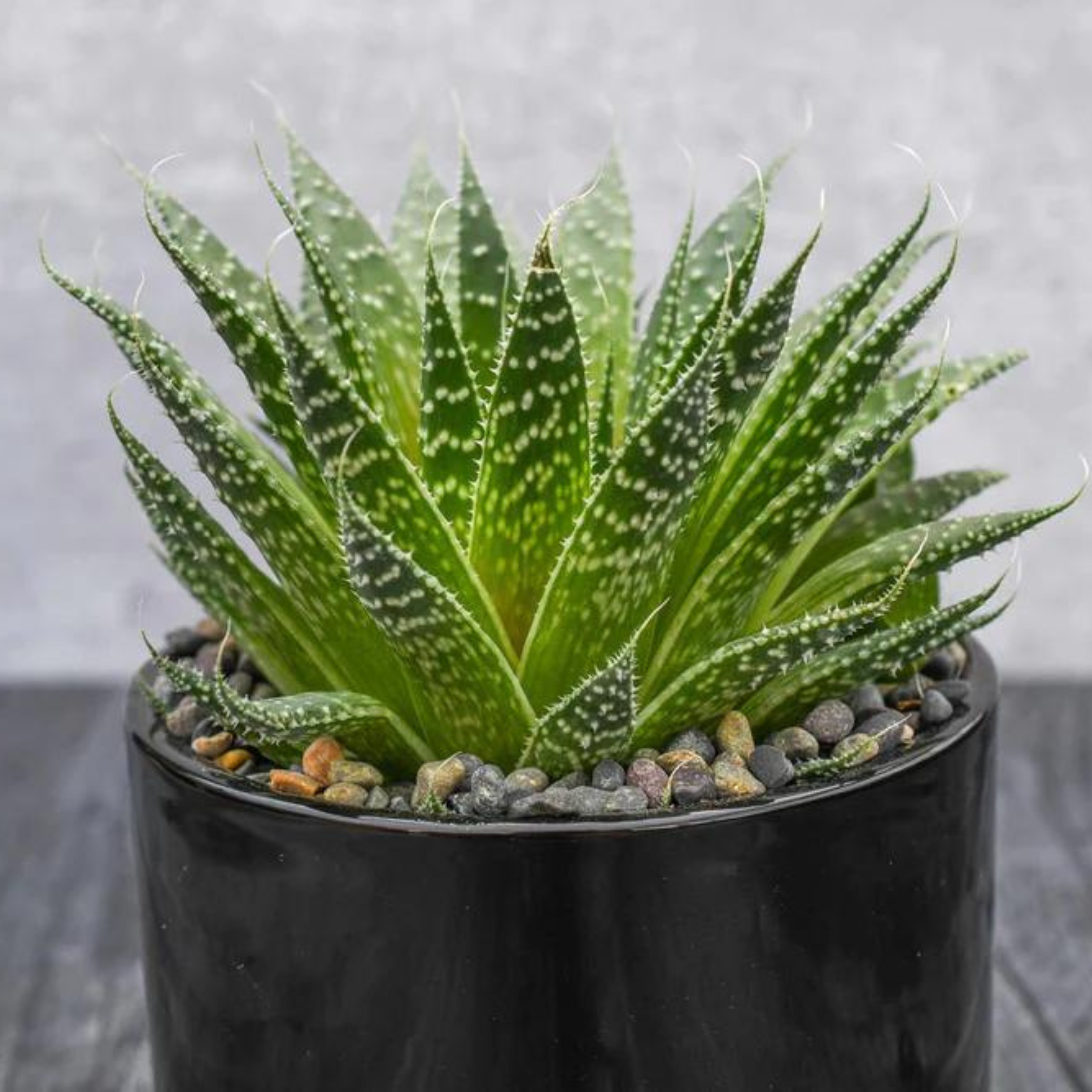 aloe aristata succulent Aloe Aristata Succulent Gift – Grow by Gifting