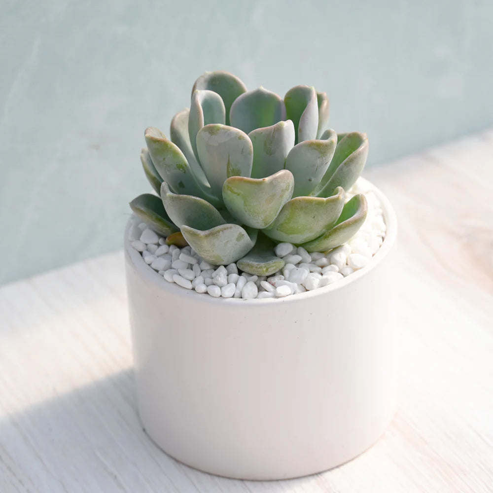 Echeveria Orpet Succulent Gift