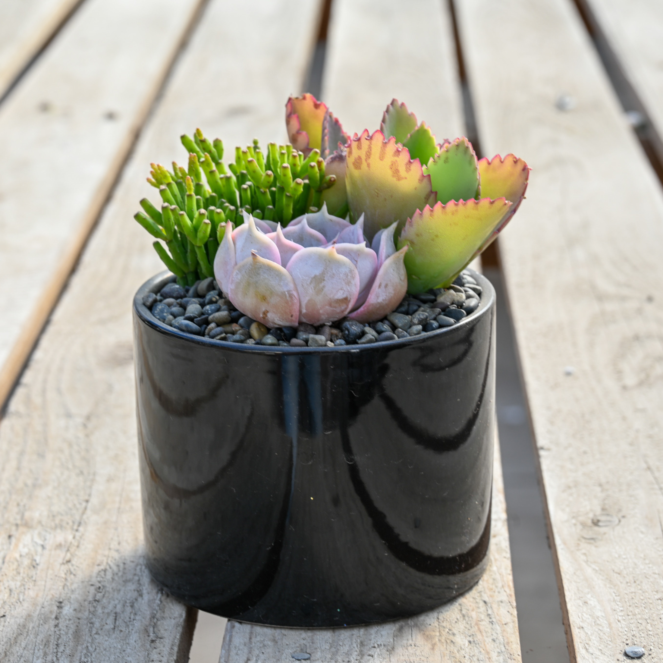succulent garden indoors for sale Succulent Garden – Grow by Gifting