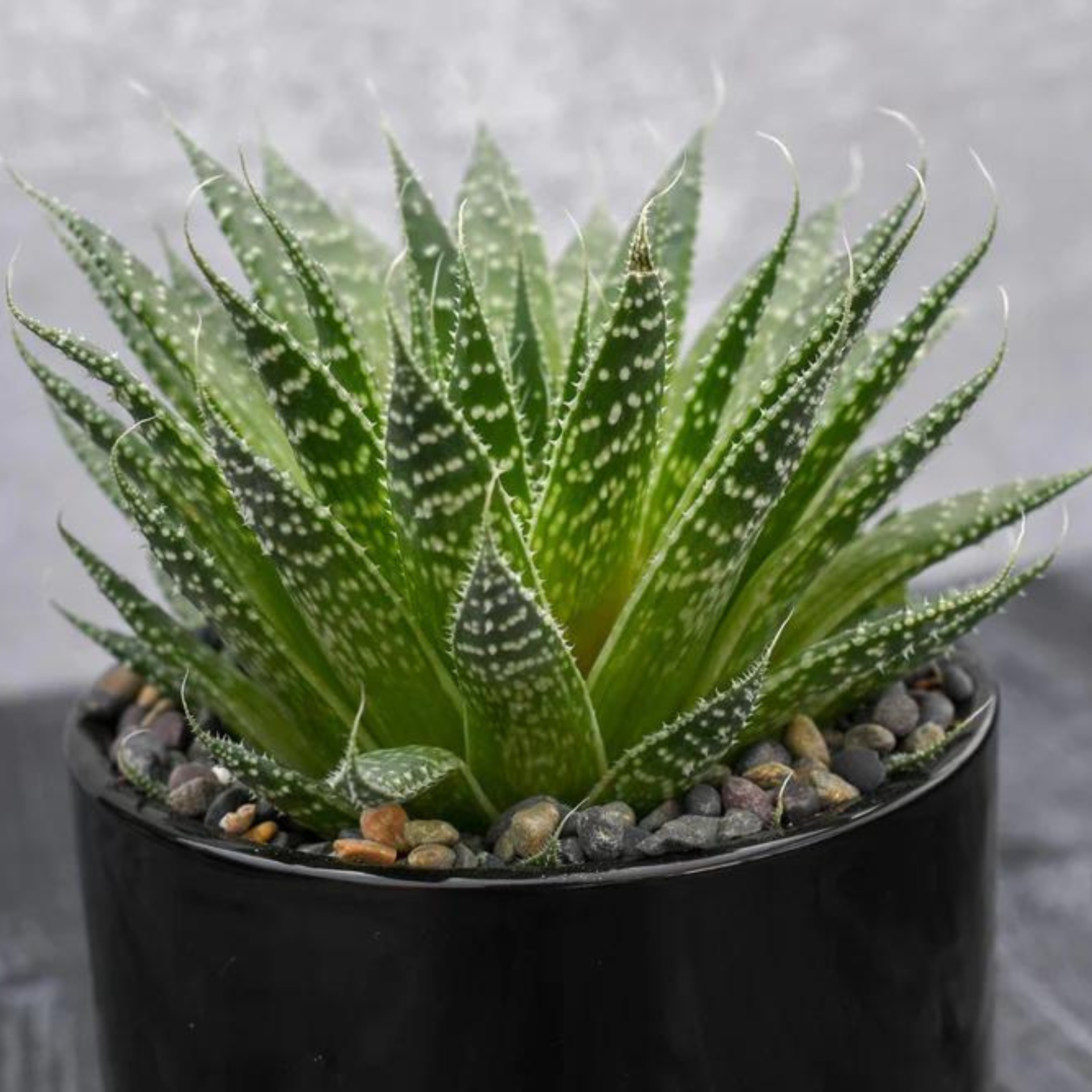 Aloe Aristata Single Succulent
