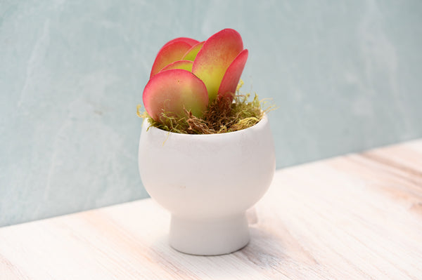 mini succulent gifts Assorted Small Succulent Gifts