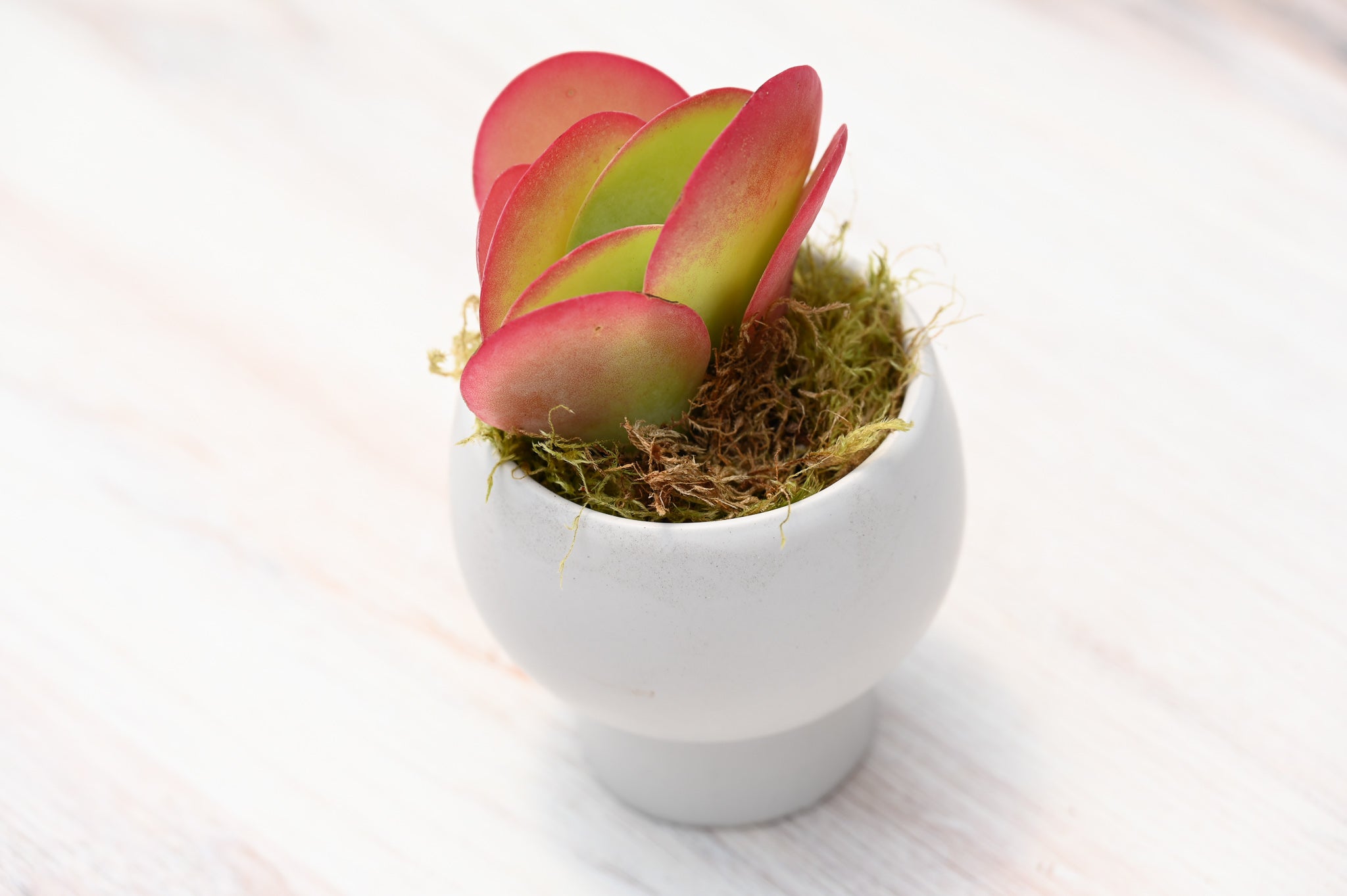 small potted plants for gifts Assorted Small Succulent Gifts