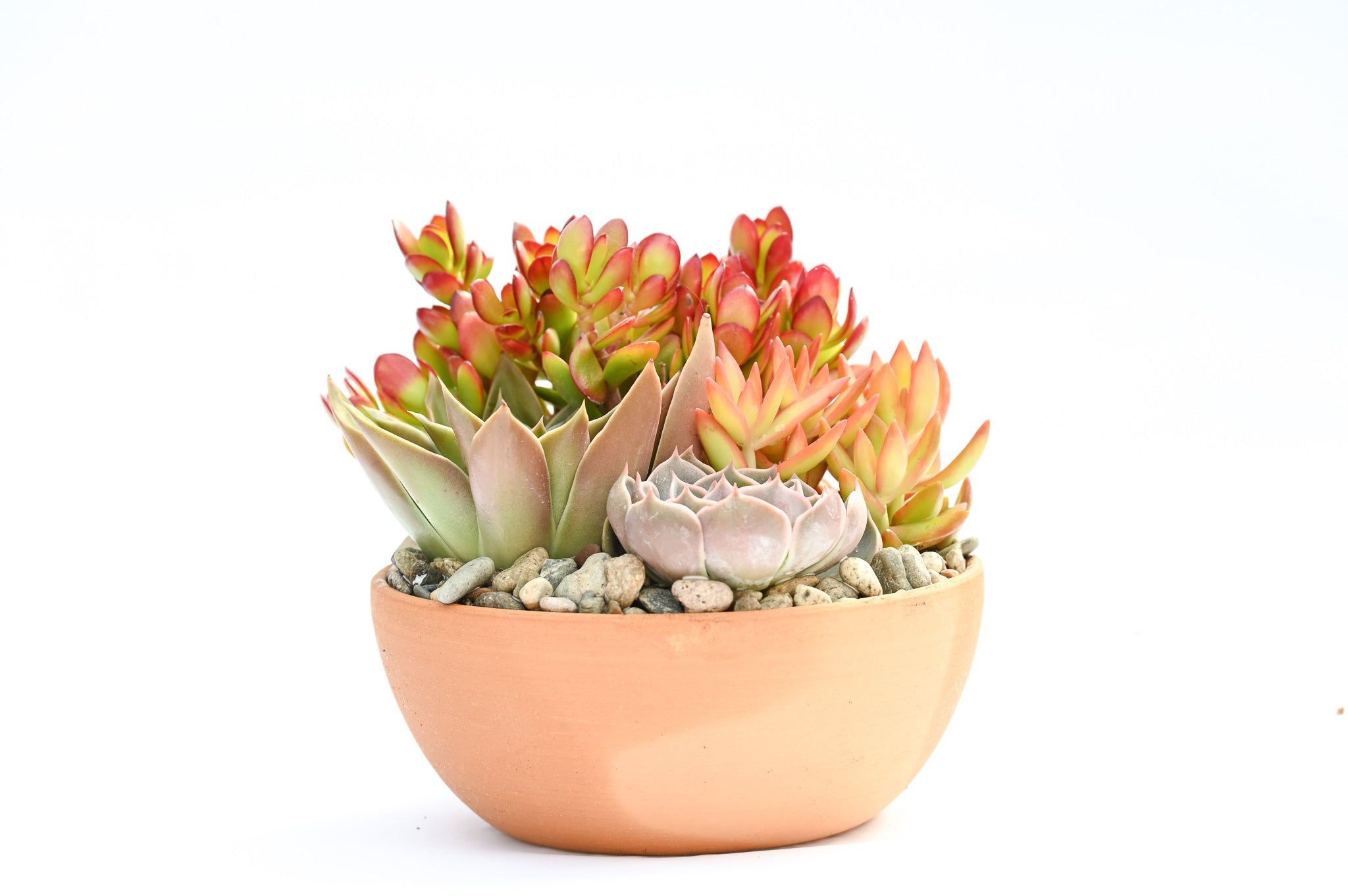 are terracotta pots good for succulents Terracotta Succulent Garden – Grow by Gifting