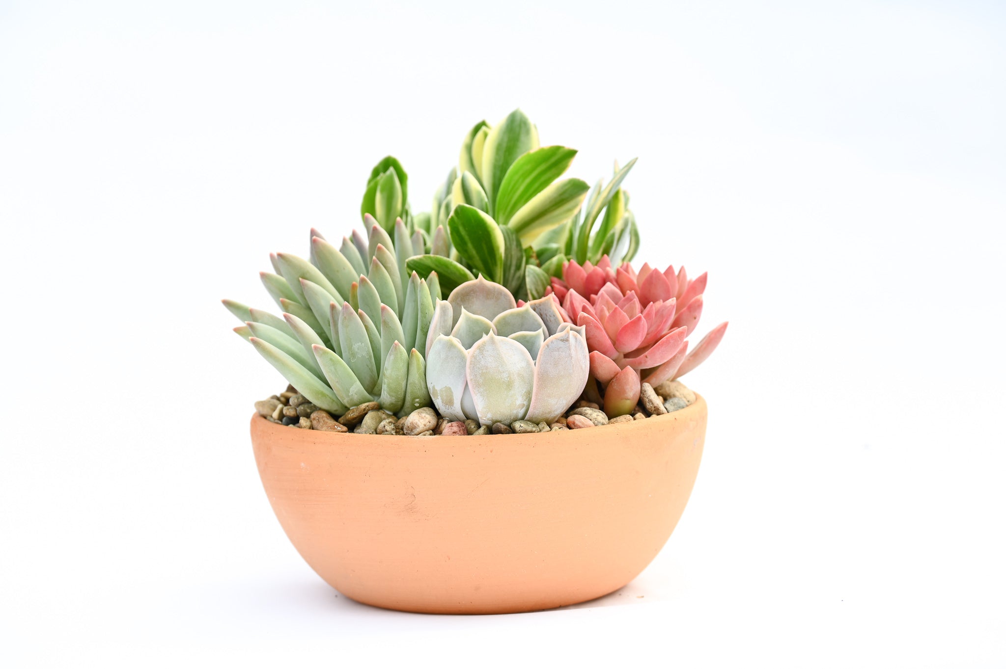 terracotta succulent planters Terracotta Succulent Garden – Grow by Gifting