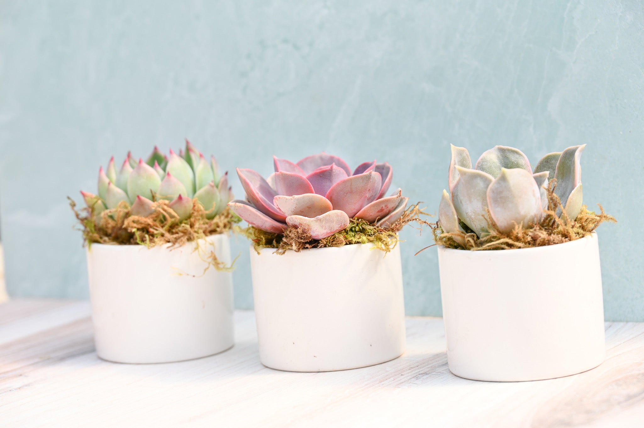 succulent gift pots Assorted Small Succulent Gifts