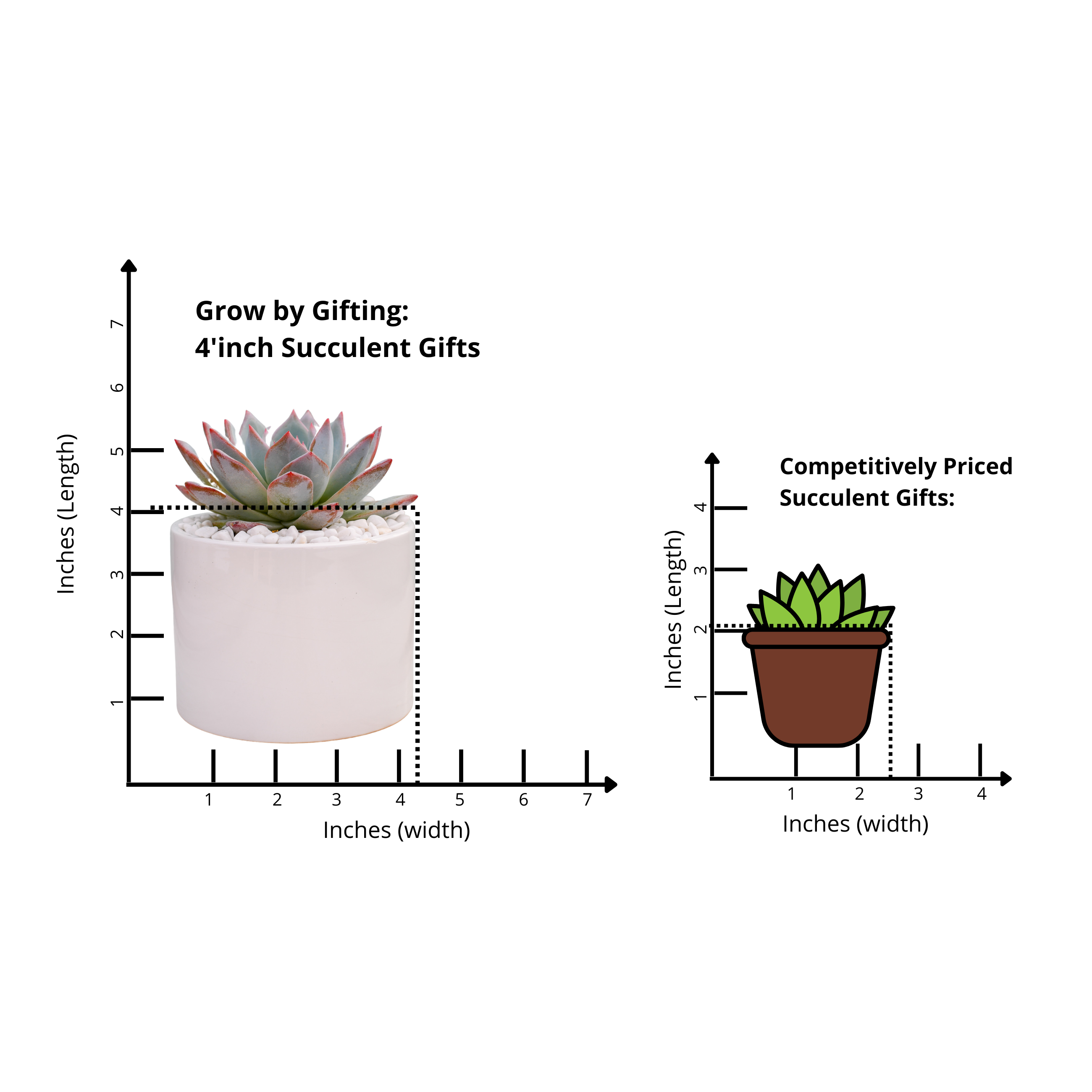 dig it succulent trio Jubilant Succulent Garden Trio