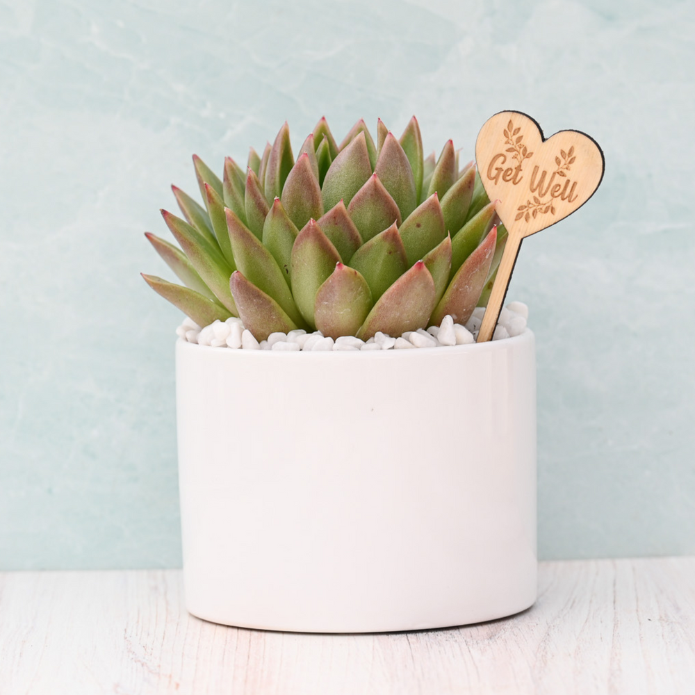 Get Well Soon Succulent Gift