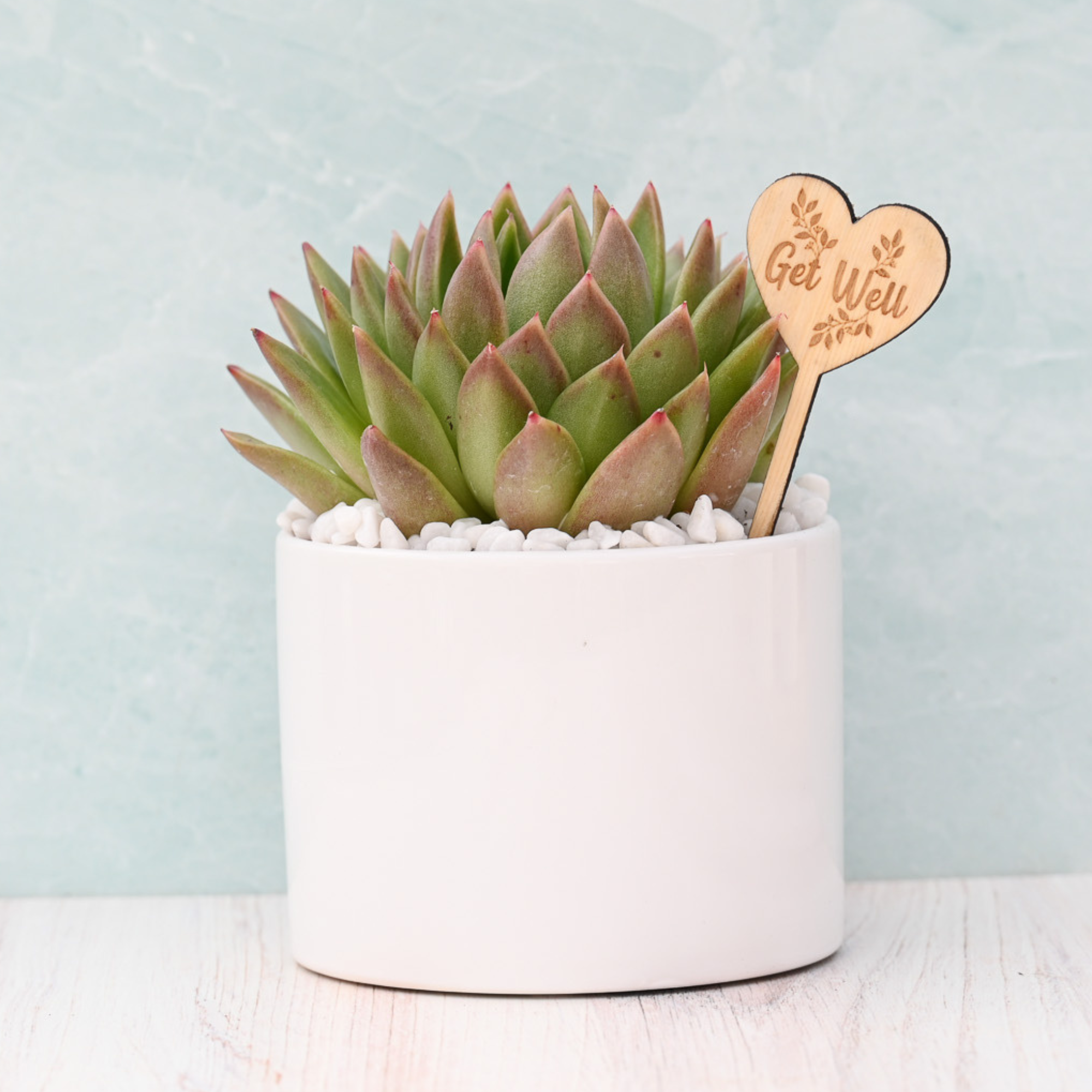 Get Well Soon Succulent Gift