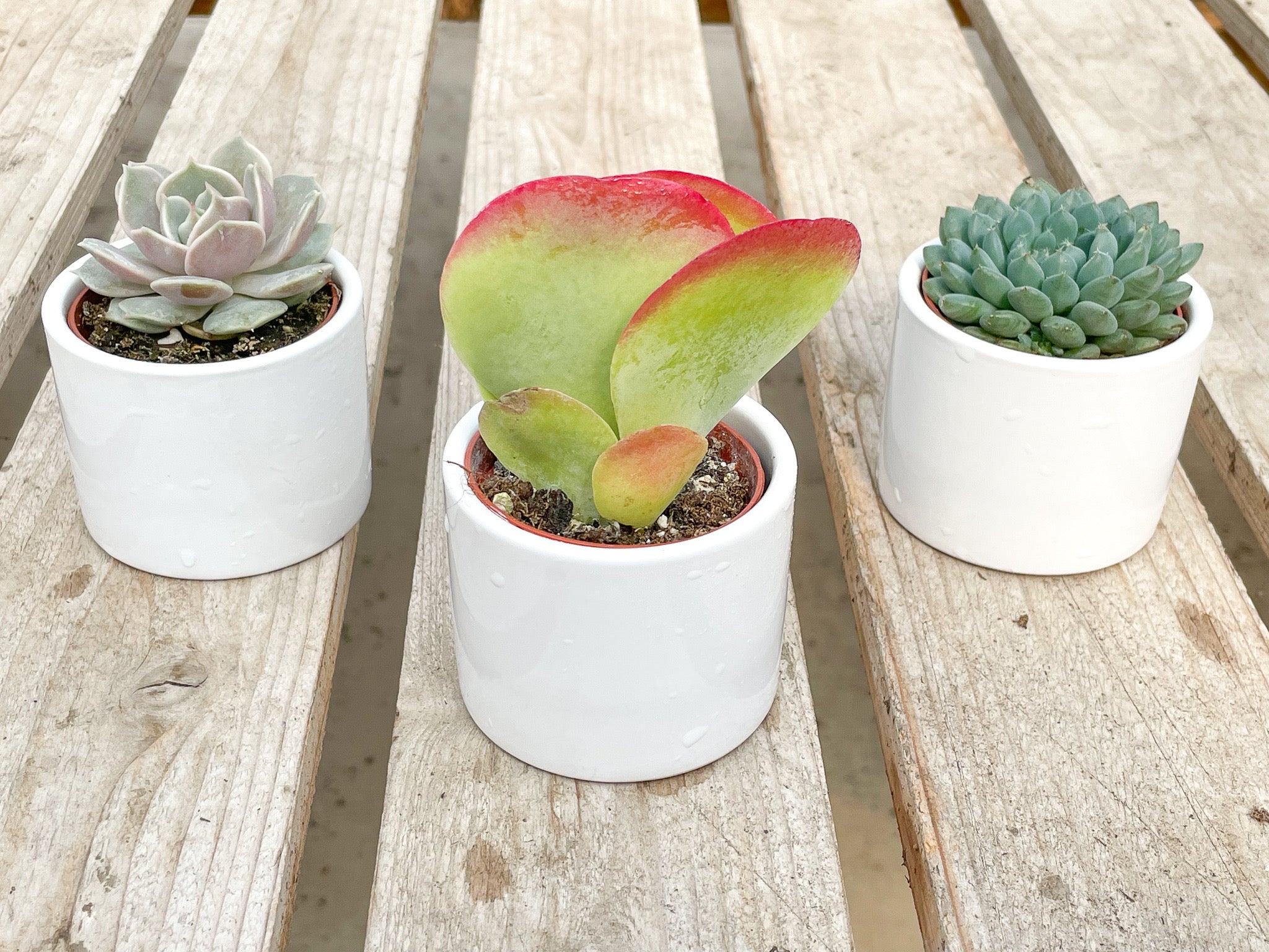 assorted small succulents Trio Assorted Small Succulent Gifts