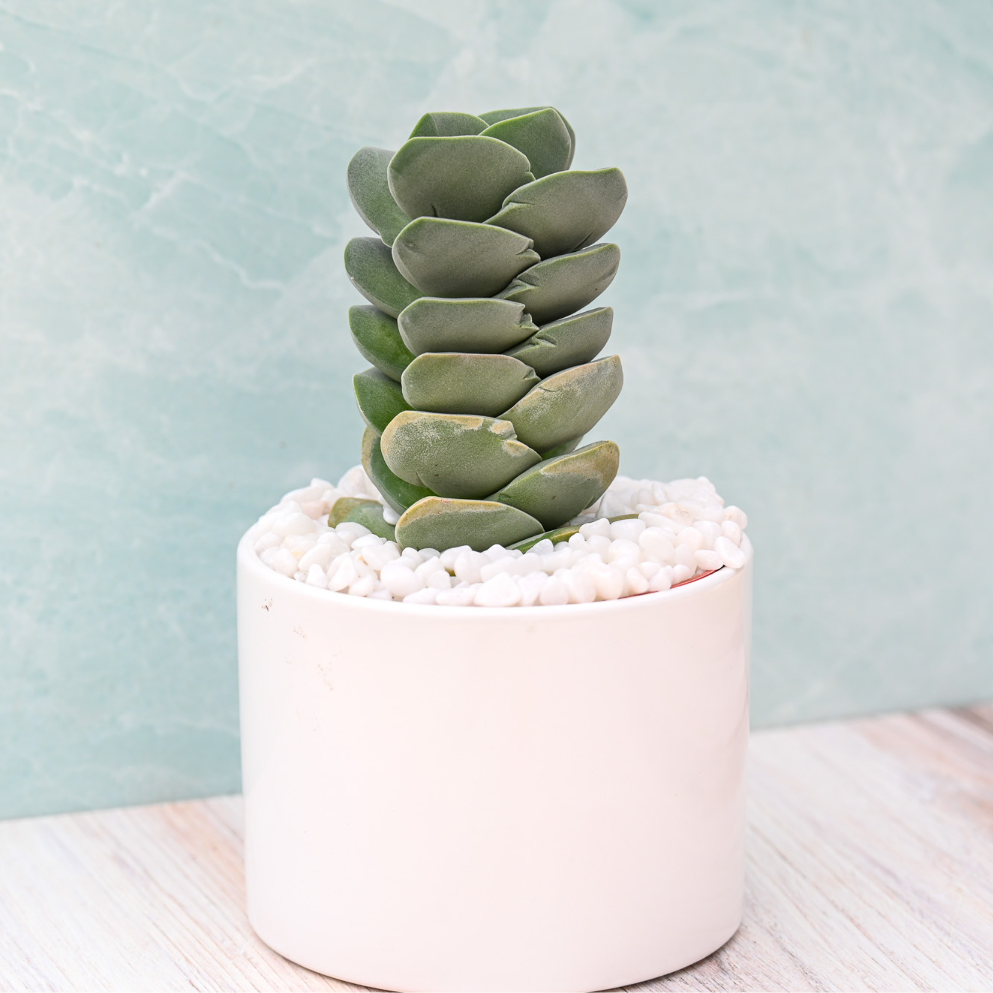 succulent plant tower Ivory Tower – Grow by Gifting