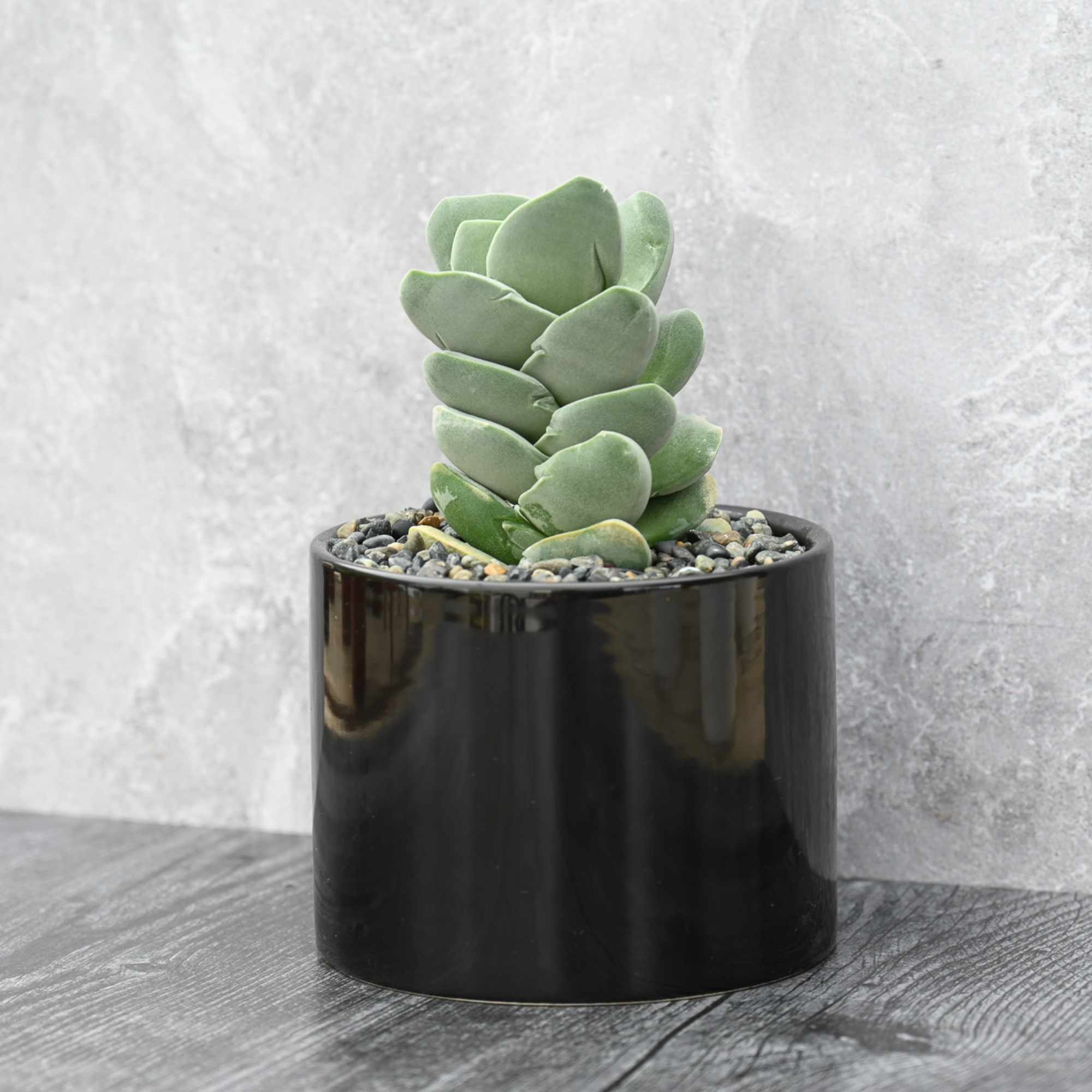 ivory tower succulent care Ivory Tower – Grow by Gifting