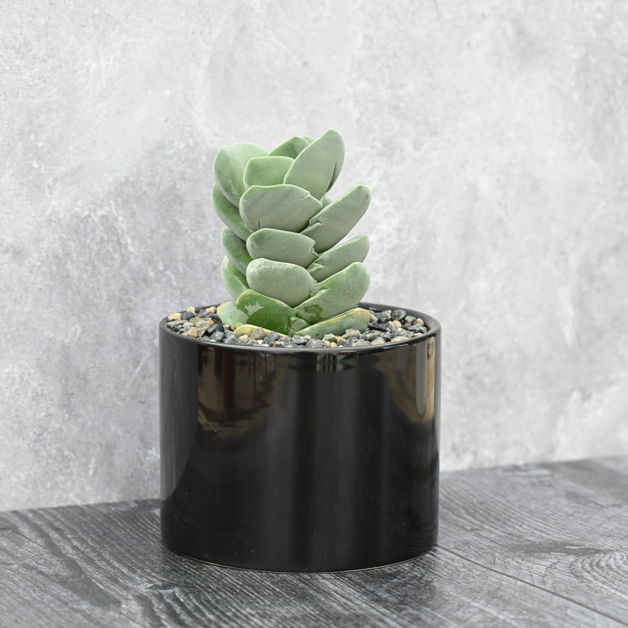 tower succulent Ivory Tower