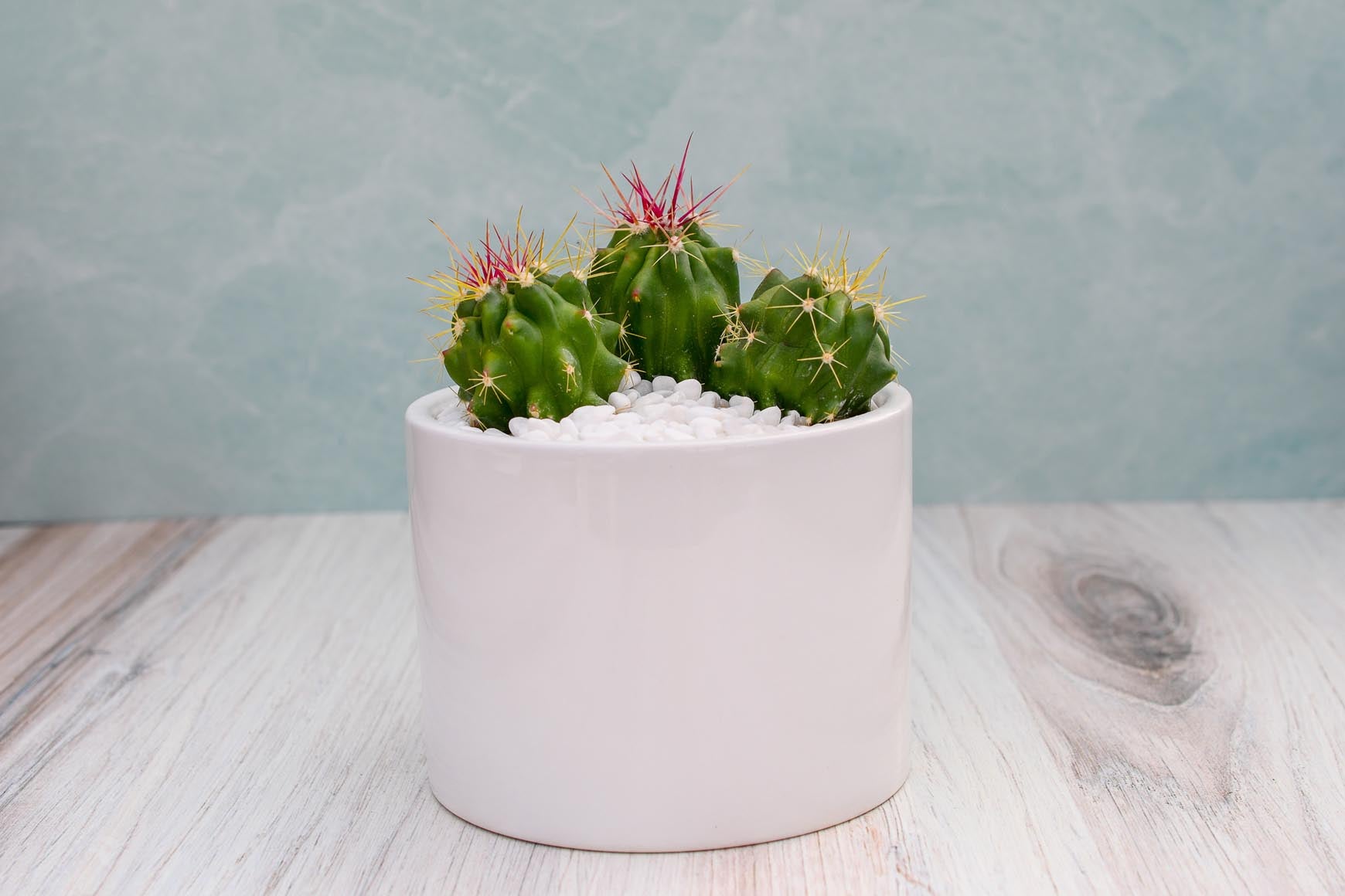 single succulent pot Single Succulent in Potter