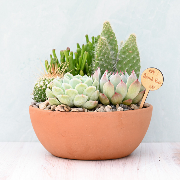 are terracotta pots good for succulents Thank You Terracotta Succulent Garden – Grow by Gifting