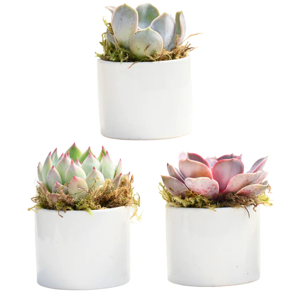 succulent trio gift Trio Assorted Small Succulent Gifts – Grow by Gifting