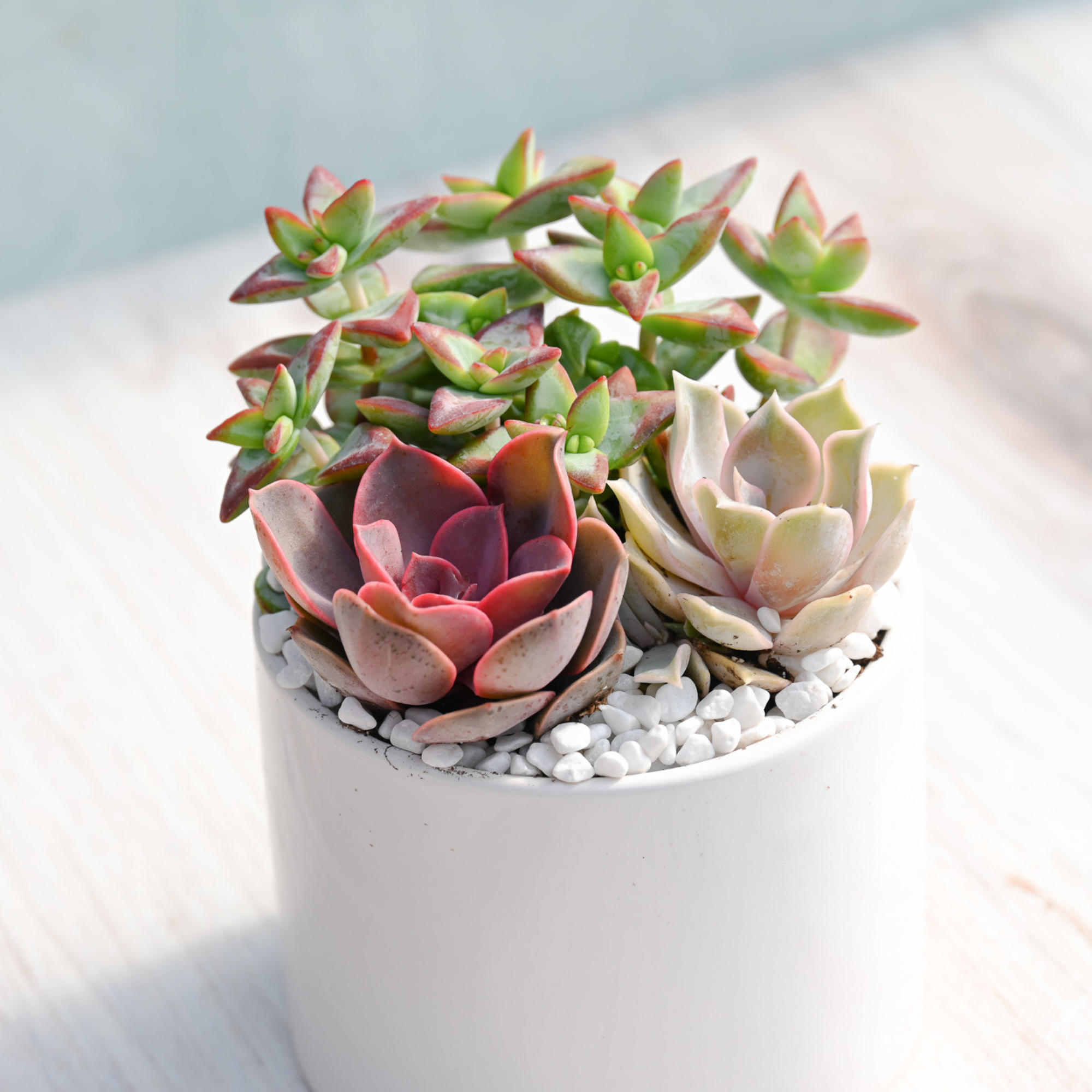 3 succulent pot Succulent Garden – Grow by Gifting