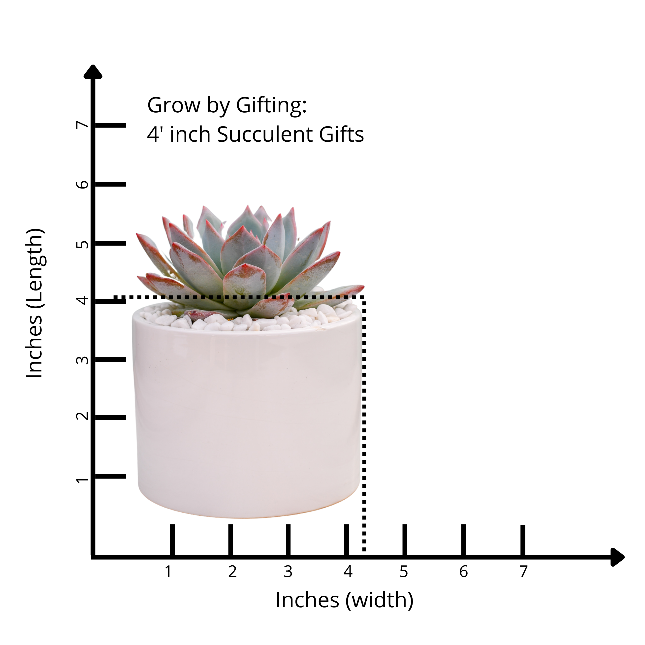 5 inch succulent pot Assorted Echeveria Succulent – Grow by Gifting