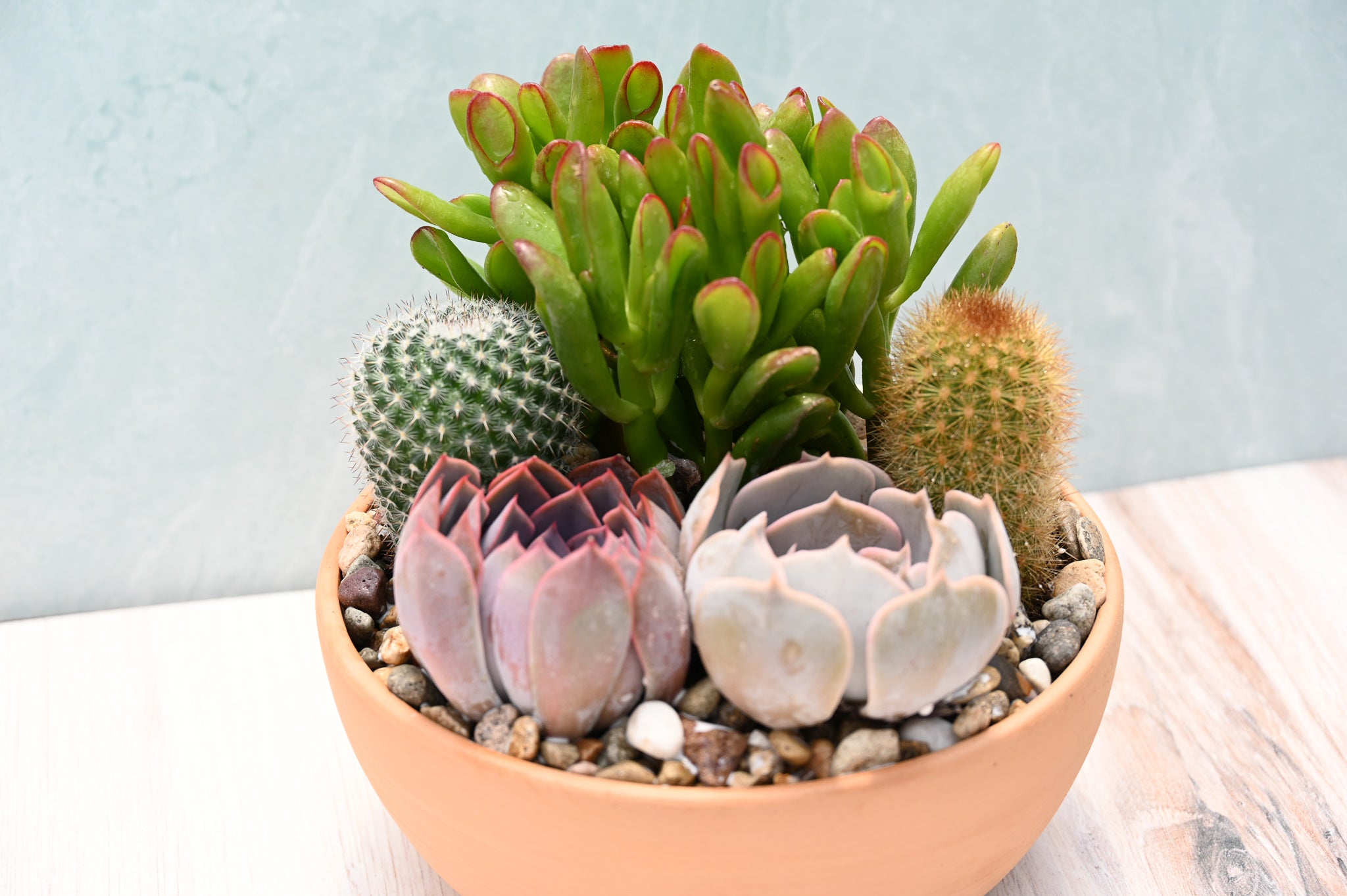 buy indoor succulents Terracotta Succulent Garden – Grow by Gifting