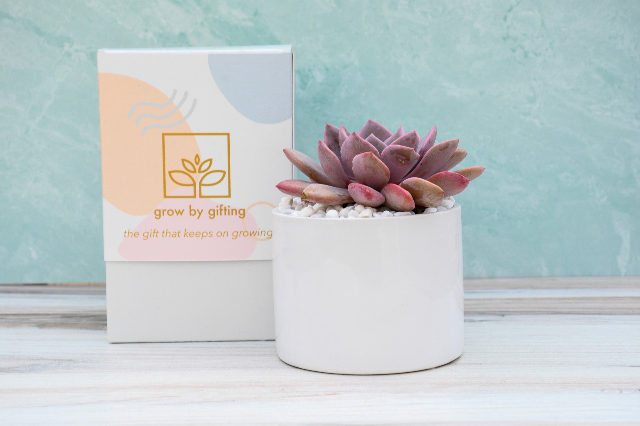 live succulent gift box Assorted Echeveria Succulent – Grow by Gifting