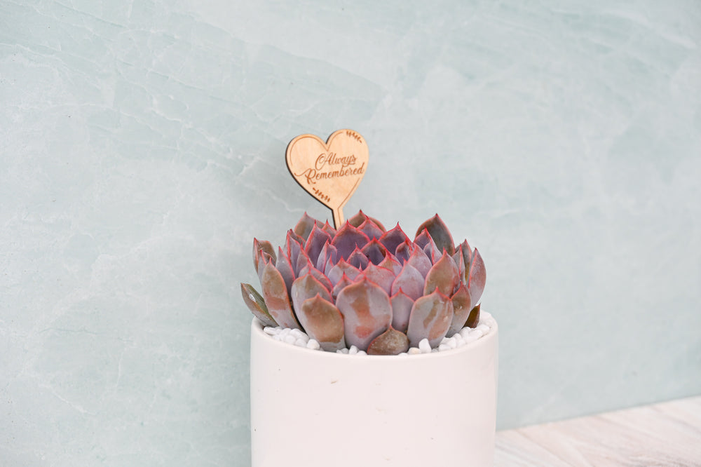 Themed Assorted Single Succulent