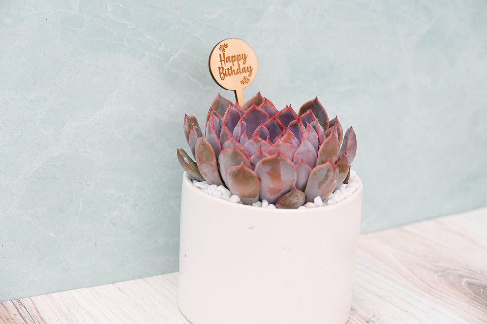Themed Assorted Single Succulent