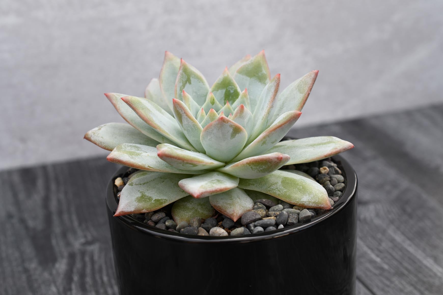 blue bird succulent Echeveria Blue Bird – Grow by Gifting
