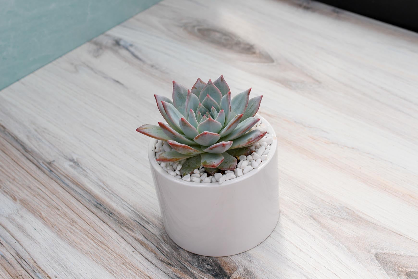 echeveria blue bird succulent Echeveria 'Blue Prince' Rosette