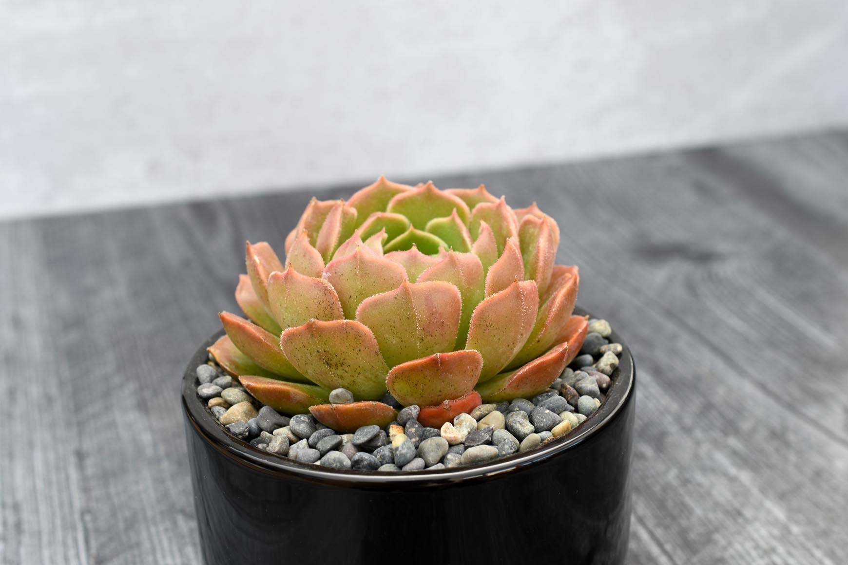 brown rose succulent Echeveria Brown Rose – Grow by Gifting