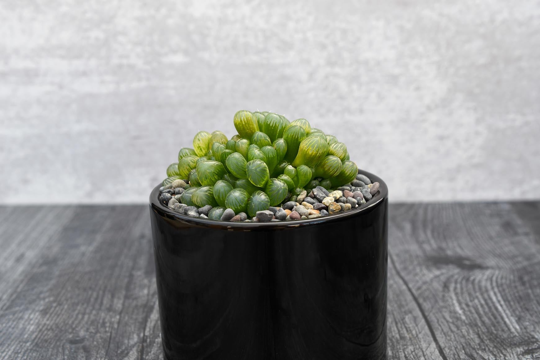 haworthia cooperi succulent plant Haworthia Cooperi – Grow by Gifting