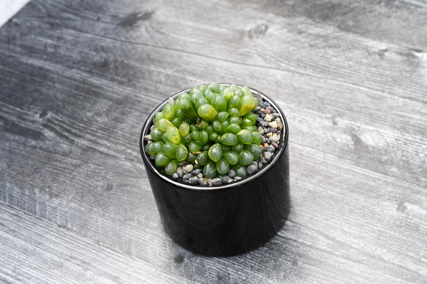 haworthia cooperi succulent plant Haworthia Cooperi – Grow by Gifting