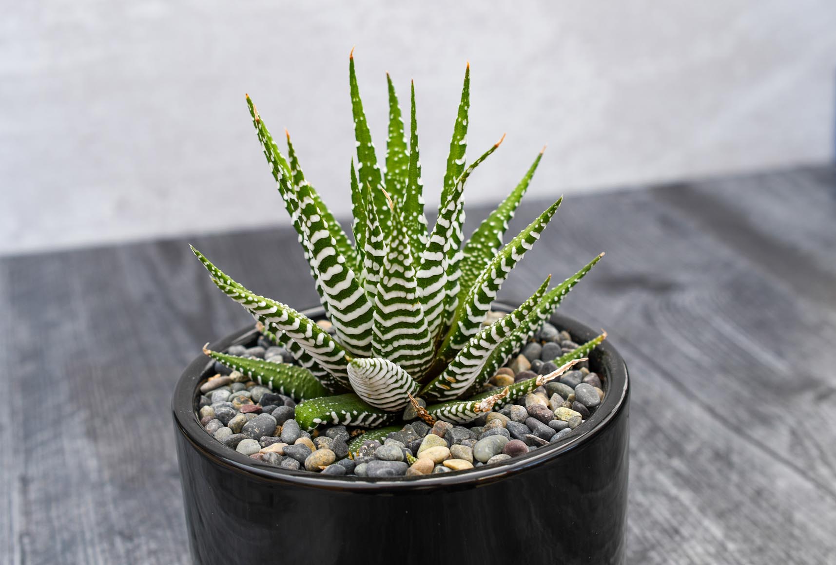 haworthia succulent plant Haworthia Super White – Grow by Gifting