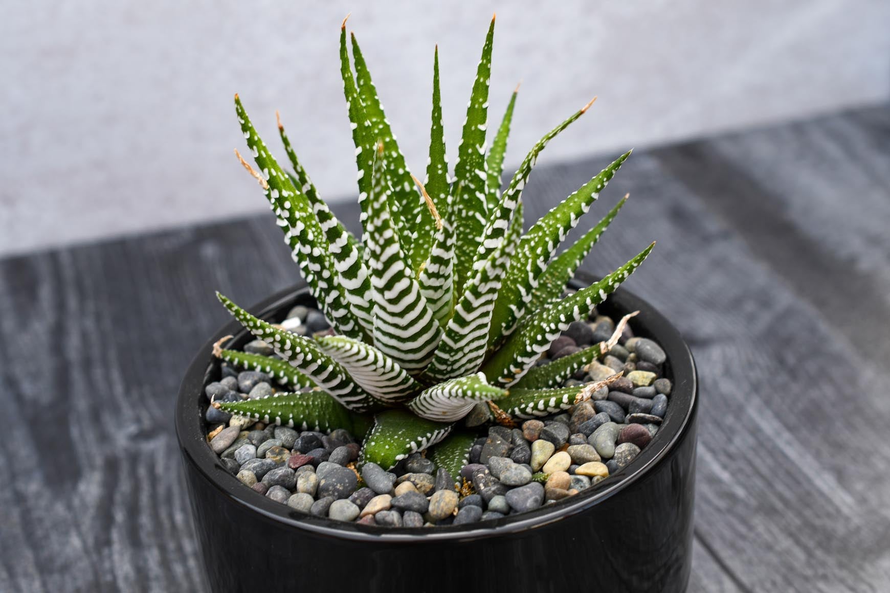 white green succulent Haworthia Super White – Grow by Gifting