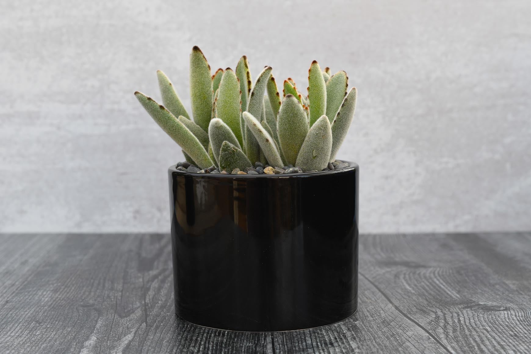 single succulent pot Single Succulent in Potter