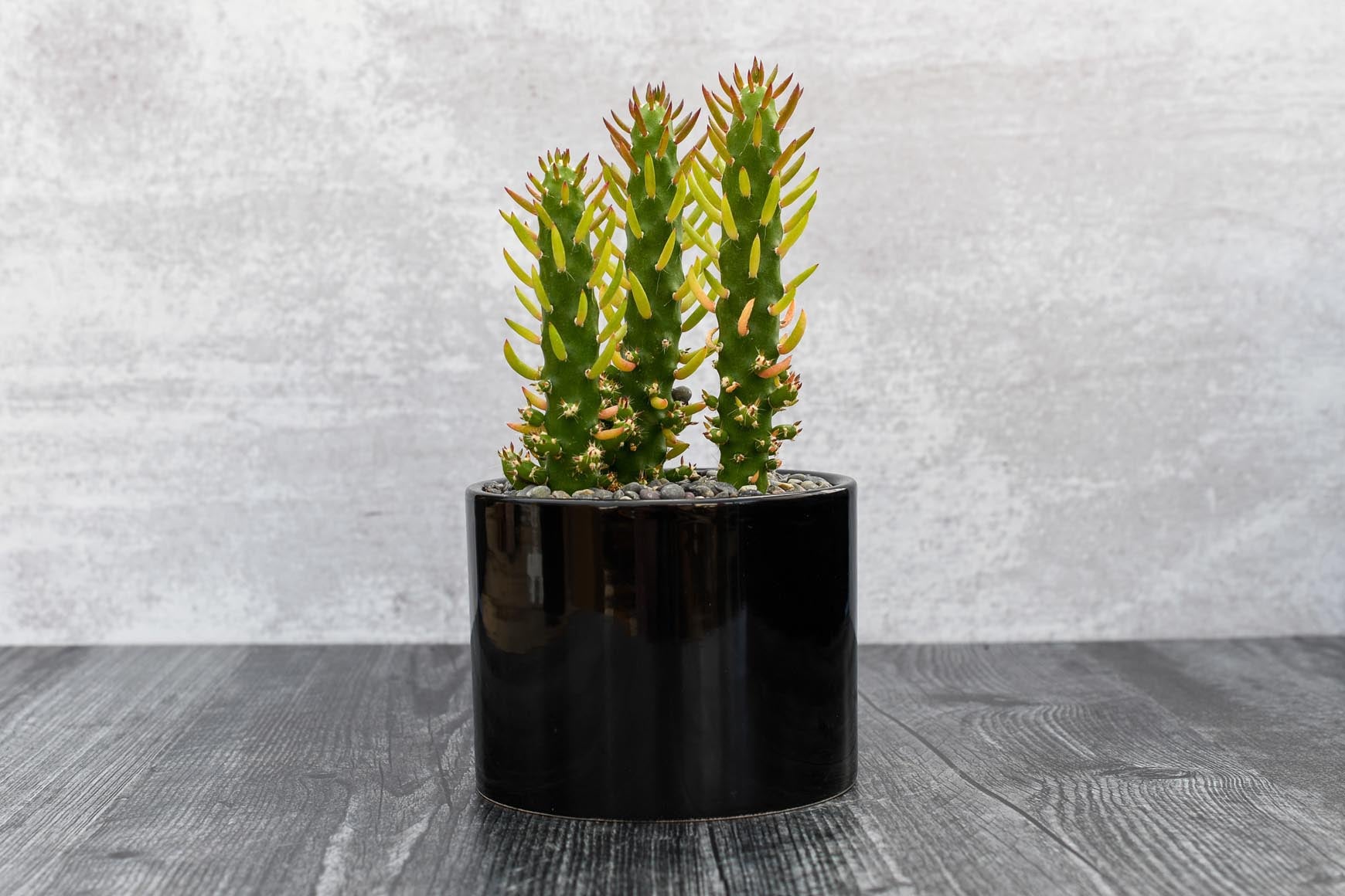 succulent in black pot Single Succulent in Potter – Grow by Gifting